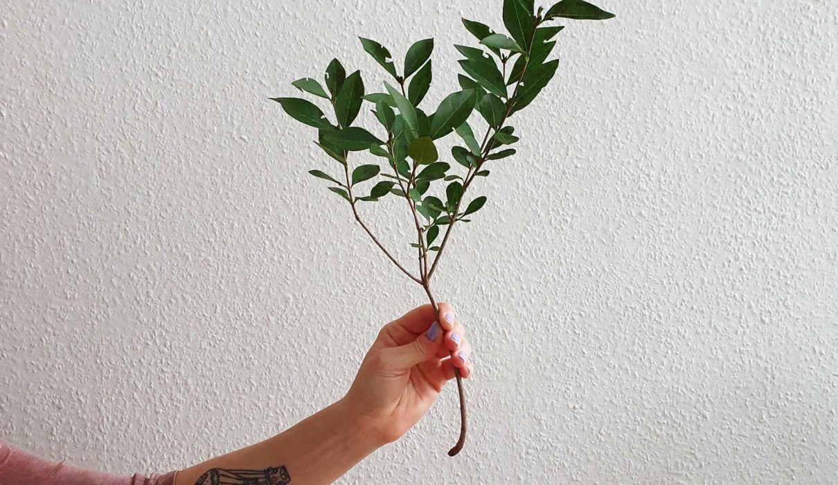 Wie Viel Regenwald Wird Pro Tag Abgeholzt Regenwald Abholzung: So viel Regenwald wird pro Tag abgeholzt!